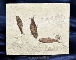 zkamenl ryba Knightia eocaena - kliknte pro vt nhled