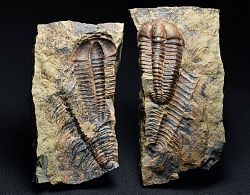 trilobit Conocoryphe sulzeri - kliknte pro vt nhled