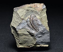 trilobit Hydrocephalus minor - klikněte pro větí náhled