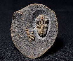 trilobit Placoparia cambriensis - kliknte pro vt nhled