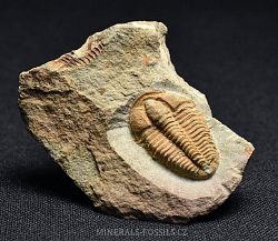 trilobit Conocoryphe cirina - kliknte pro vt nhled
