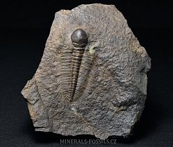 trilobit Hydrocephalus minor - kliknte pro vt nhled