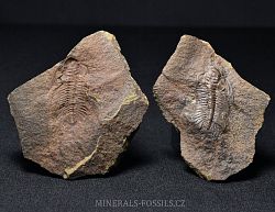 trilobit Eccaparadoxides pusillus - kliknte pro vt nhled