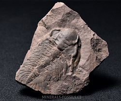 trilobit Eccaparadoxides pusillus - kliknte pro vt nhled