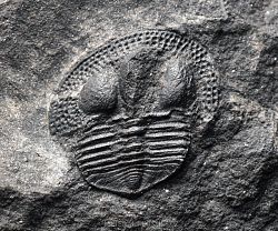 trilobit Deanaspis goldfussi - kliknte pro vt nhled