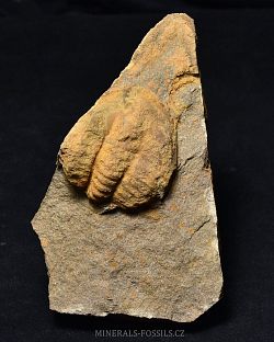 trilobit Germaropyge germari - kliknte pro vt nhled