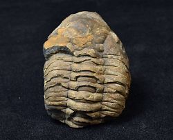 trilobit Ormatops atavus - kliknte pro vt nhled