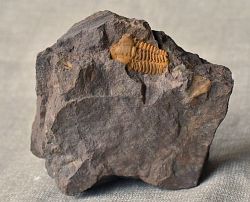 trilobit Acadolenus snajdri - kliknte pro vt nhled
