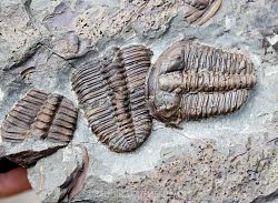 trilobit Ptychoparia striata - kliknte pro vt nhled