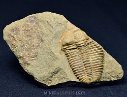 trilobit Ptychoparia dubinka - klikněte pro větší náhled