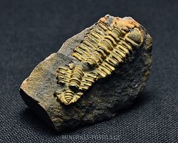 trilobit Placoparia zippei - kliknte pro vt nhled