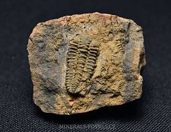 trilobit Placoparia zippei - klikněte pro větší náhled