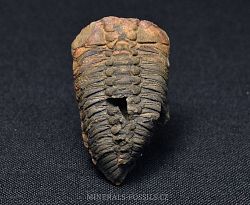trilobit Ormatops atavus - kliknte pro vt nhled