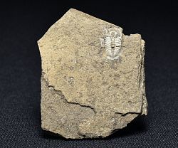 trilobit Harpidella misera - klikněte pro větší náhled