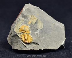 trilobit Agraulos ceticephalus - kliknte pro vt nhled