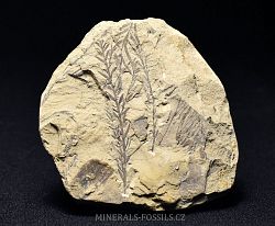 zkamenl  listy - tisovec - kliknte pro vt nhled