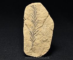 zkamenl  listy - tisovec - kliknte pro vt nhled