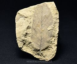 zkamenl  listy - jilm - kliknte pro vt nhled