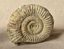 amonit Ortosphinctes sp. - kliknte pro vt nhled