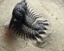 trilobit Lobopyge brankivensis - kliknte pro vt nhled