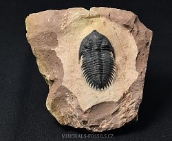 trilobit Metacanthina issomourensis - kliknte pro vt nhled
