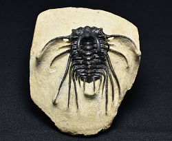 trilobit Dicranurus monstrosus - kliknte pro vt nhled