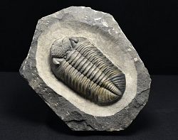 trilobit Drotops megalomanicus - kliknte pro vt nhled