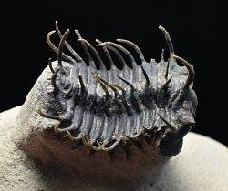 trilobit Koneprusia brutoni - kliknte pro vt nhled