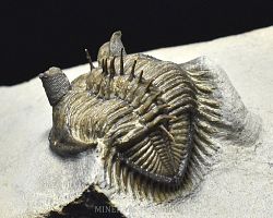 trilobit Erbenochile erbeni - kliknte pro vt nhled