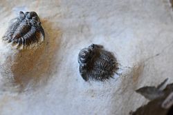 trilobit Lobopyge brankivensis - klikněte pro větší náhled