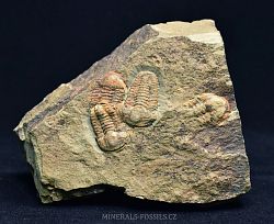 trilobit Kingaspis sp. - kliknte pro vt nhled