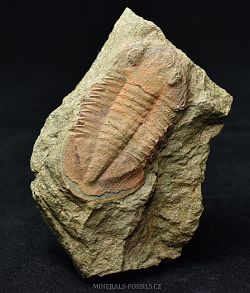 trilobit Asaphus fezoutaensis - kliknte pro vt nhled