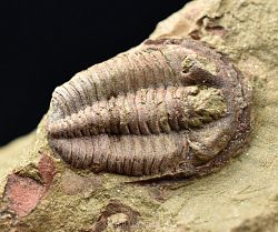 trilobit Euloma sp. - kliknte pro vt nhled