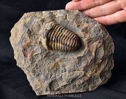 trilobit Calymene v hornině - klikněte pro větší náhled