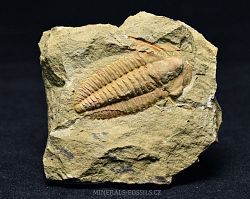 trilobit Hamatolenus morocconensis - kliknte pro vt nhled