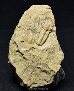 trilobit Kingaspis sp. - klikněte pro větší náhled
