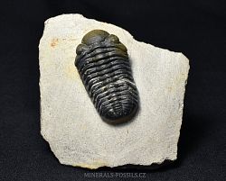 trilobit Phacops speculator - kliknte pro vt nhled