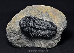 trilobit Drotops armatus - kliknte pro vt nhled