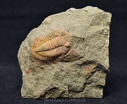 trilobit Asaphus fezoutaensis - klikněte pro větší náhled