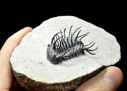 trilobit Koneprusia brutoni - klikn�te pro v�t�� n�hled