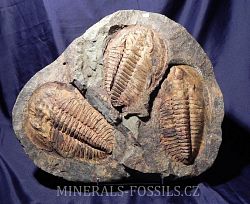 trilobit Cambropallas telesto - klikněte pro větší náhled