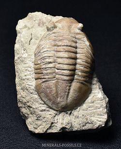 trilobit Asaphus cornutus - klikněte pro větší náhled