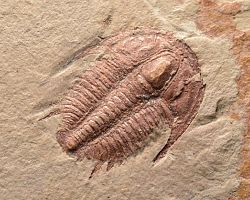 trilobit Modocia typicalis  - kliknte pro vt nhled