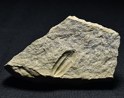 trilobit Phillipsia sp. (negativ) - kliknte pro vt nhled