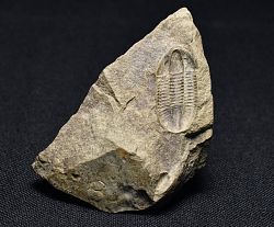 trilobit Phillipsia sp. (negativ) - kliknte pro vt nhled