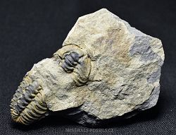trilobit Flexicalymene limba - kliknte pro vt nhled