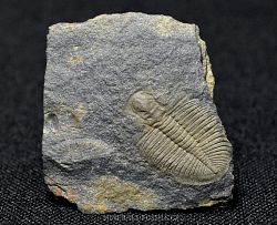 trilobit Ogygiocarella bettonensis - kliknte pro vt nhled