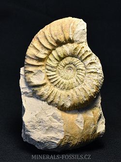 Amonit Perisphinctes sp. - kliknte pro vt nhled