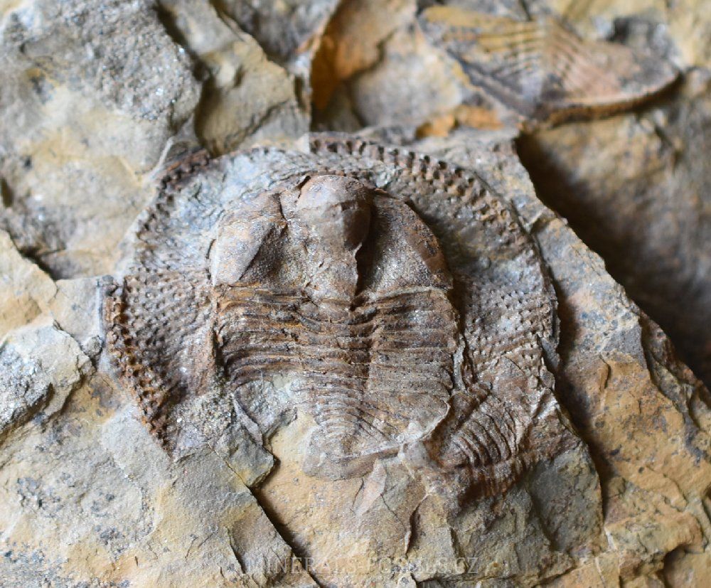 Trilobit Declivolithus Alfredi